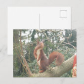 Cute Standing Squirrel DIY Briefkaart (Voorkant / Achterkant)