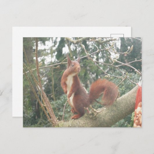 Cute Standing Squirrel DIY Briefkaart (Voorkant / Achterkant)