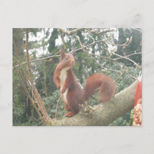Cute Standing Squirrel DIY Briefkaart (Voorkant)