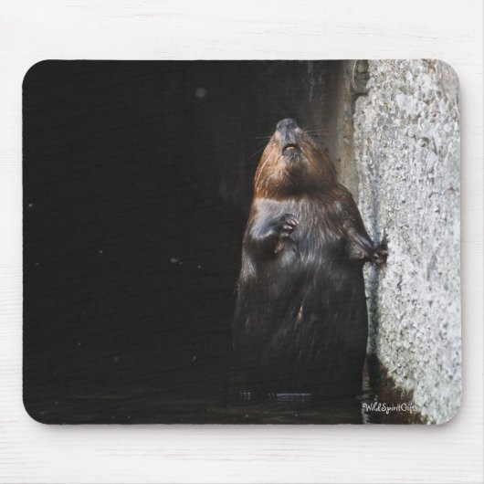 Cute Standing Wild Beaver Wildlife Foto Muismat (Voorkant)