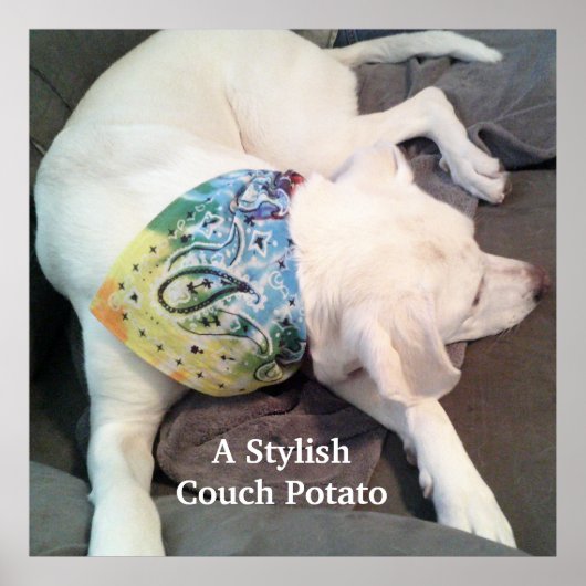 Cute Stylish White Dog Wearing Colorful Scarf Poster (Voorkant)