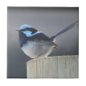 Cute Superb Fairywren Tegeltje (Voorkant)
