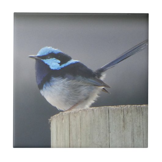 Cute Superb Fairywren  Tegeltje (Voorkant)