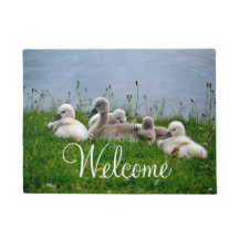 Cute Swan Babies Welkom