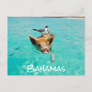Cute Swimming Pig Exuma Bahamas Briefkaart