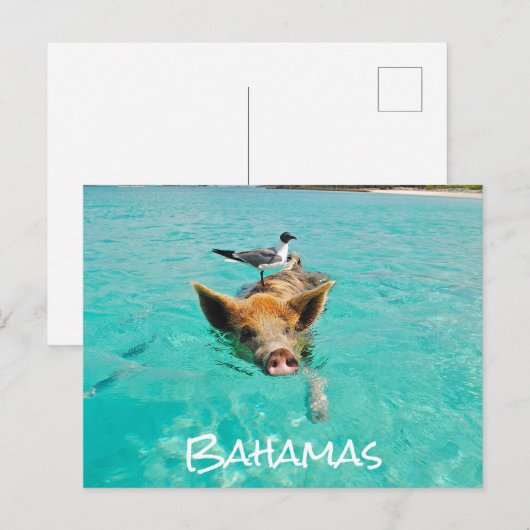 Cute Swimming Pig Exuma Bahamas Briefkaart (Voorkant / Achterkant)