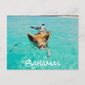 Cute Swimming Pig Exuma Bahamas Briefkaart (Voorkant)