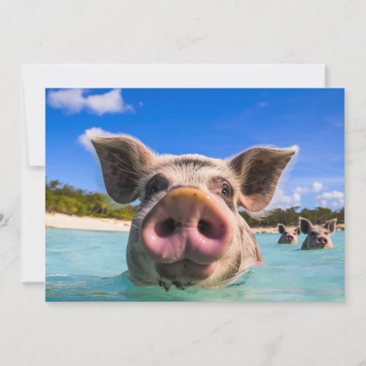 Cute Swimming Pig Exuma Bahamas Kaart (Voorkant)