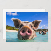 Cute Swimming Pig Exuma Bahamas Kaart (Voorkant / Achterkant)