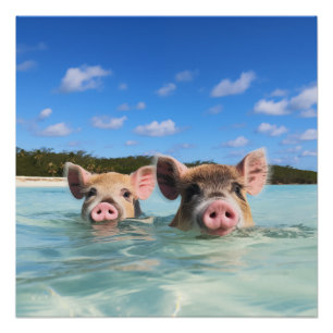 Cute Swimming Pig Exuma Bahamas Perfect Poster