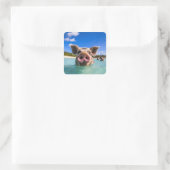 Cute Swimming Pig Exuma Bahamas Vierkante Sticker (Tas)