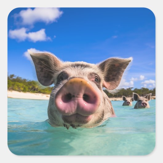 Cute Swimming Pig Exuma Bahamas Vierkante Sticker (Voorkant)