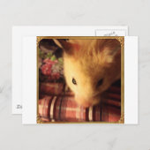 Cute Syrian Hamster Briefkaart (Voorkant / Achterkant)