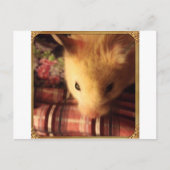 Cute Syrian Hamster Briefkaart (Voorkant)