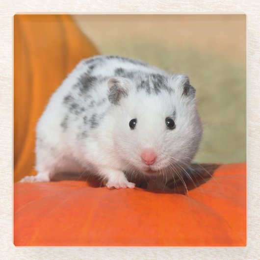 Cute Syrian Hamster White Black Spotted Funny Pet Glazen Onderzetter (Voorkant)