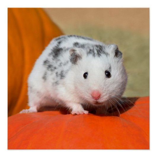 Cute Syrian Hamster White Black Spotted Funny Pet Perfect Poster (Voorkant)