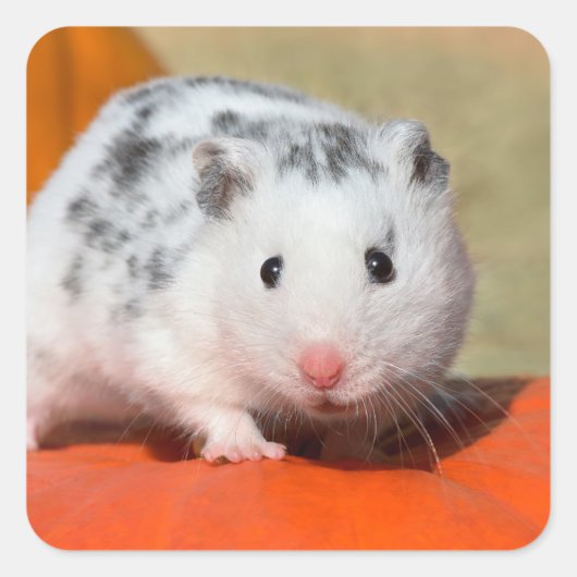 Cute Syrian Hamster White Black Spotted Funny Pet Vierkante Sticker (Voorkant)