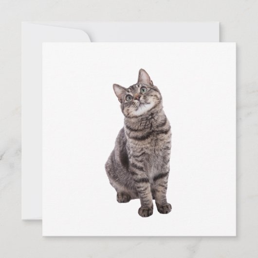 Cute Tabby Cat Aankondiging (Voorkant)