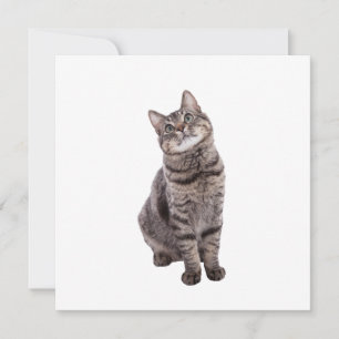 Cute Tabby Cat Aankondiging