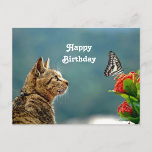 Cute Tabby Cat Butterfly Foto Birthday Briefkaart