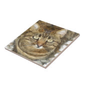 Cute Tabby die op potloodschets kijkt Tegeltje (Zijkant)