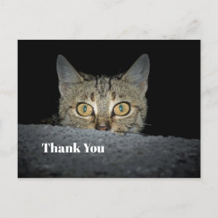 Cute Tabby Kat Kijk Foto Bedankt Briefkaart