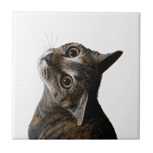 Cute Tabby Kat Portret Keramische Tegels Decoratie Tegeltje