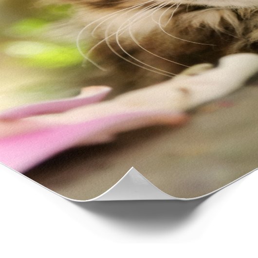 Cute Tabby Maine Coon Cat Kitten Fluffy Head Foto Poster (Hoek)