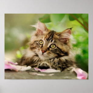 Cute Tabby Maine Coon Cat Kitten Fluffy Head Foto Poster