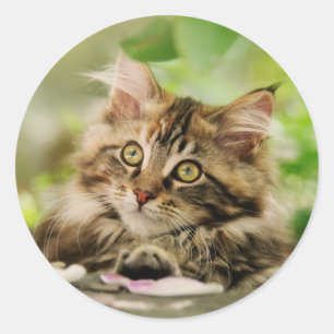 Cute Tabby Maine Coon Cat Kitten Fluffy Head Foto Ronde Sticker