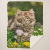 Cute Tabby Maine Coon Kitten Cat Animal Head Foto Sherpa Deken (Voorkant)