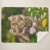 Cute Tabby Maine Coon Kitten Cat Animal Head Foto Sherpa Deken (Voorkant (horizontaal))