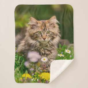 Cute Tabby Maine Coon Kitten Cat Animal Head Foto Sherpa Deken