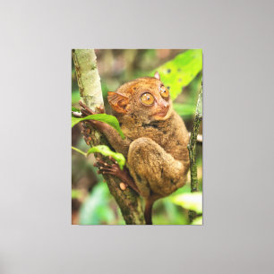 Cute Tarsier Monkey Wildlife Canvas Afdruk