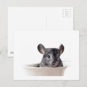 Cute Teacup Chinchilla Gray Briefkaart (Voorkant / Achterkant)