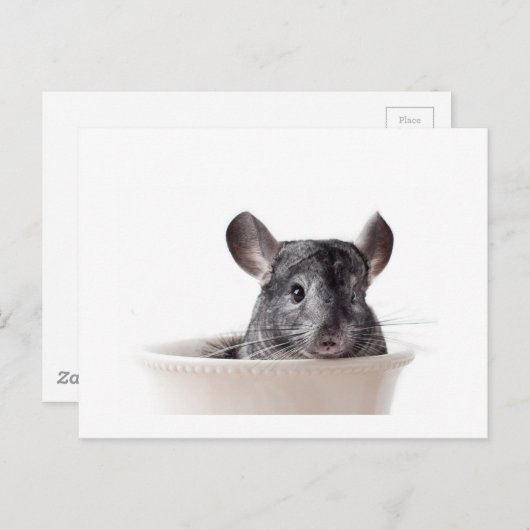 Cute Teacup Chinchilla Gray Briefkaart (Voorkant / Achterkant)