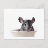 Cute Teacup Chinchilla Gray Briefkaart (Voorkant)