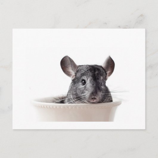 Cute Teacup Chinchilla Gray Briefkaart (Voorkant)