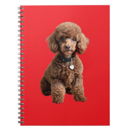  Cute Teacup Poodle Red Folder Notitieboek
