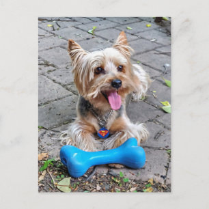 Cute Terrier Briefkaart