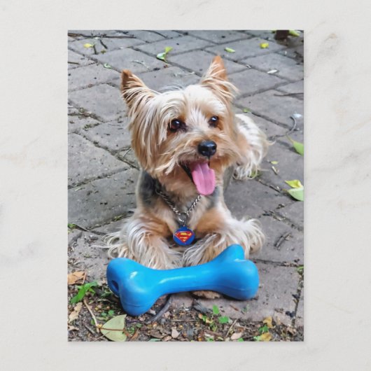 Cute Terrier Briefkaart (Voorkant)