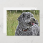Cute Terrier Dog Briefkaart (Voorkant / Achterkant)