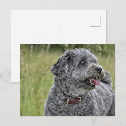 Cute Terrier Dog Briefkaart (Voorkant / Achterkant)