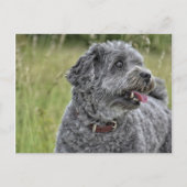 Cute Terrier Dog Briefkaart (Voorkant)
