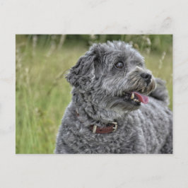 Cute Terrier Dog Briefkaart