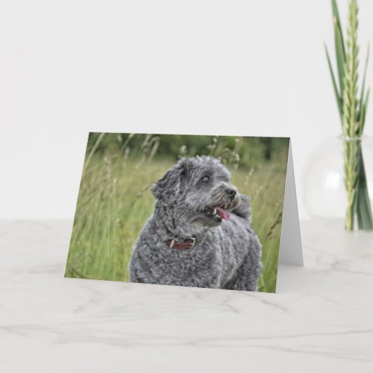 Cute Terrier Dog Kaart (Voorkant)