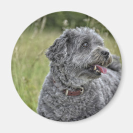 Cute Terrier Dog Magneet