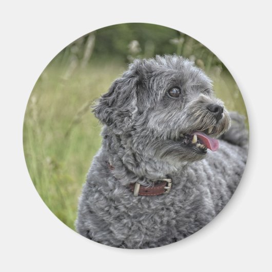 Cute Terrier Dog Magneet (Voorkant)