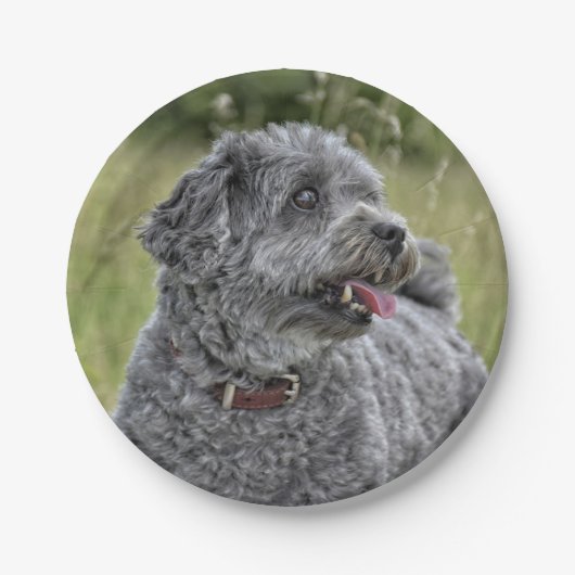 Cute Terrier Dog Papieren Bordje (Voorkant)