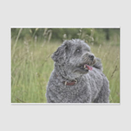 Cute Terrier Dog Tissuepapier